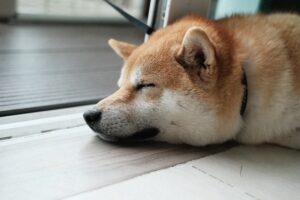 Floki Inu