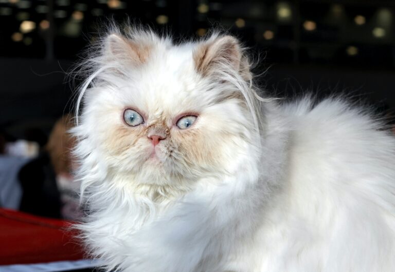 GrumpyCat. Pic: Unsplash