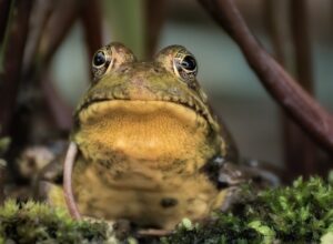 Frog. Pic: Unsplash