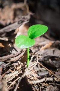 Green. Pic: Unsplash