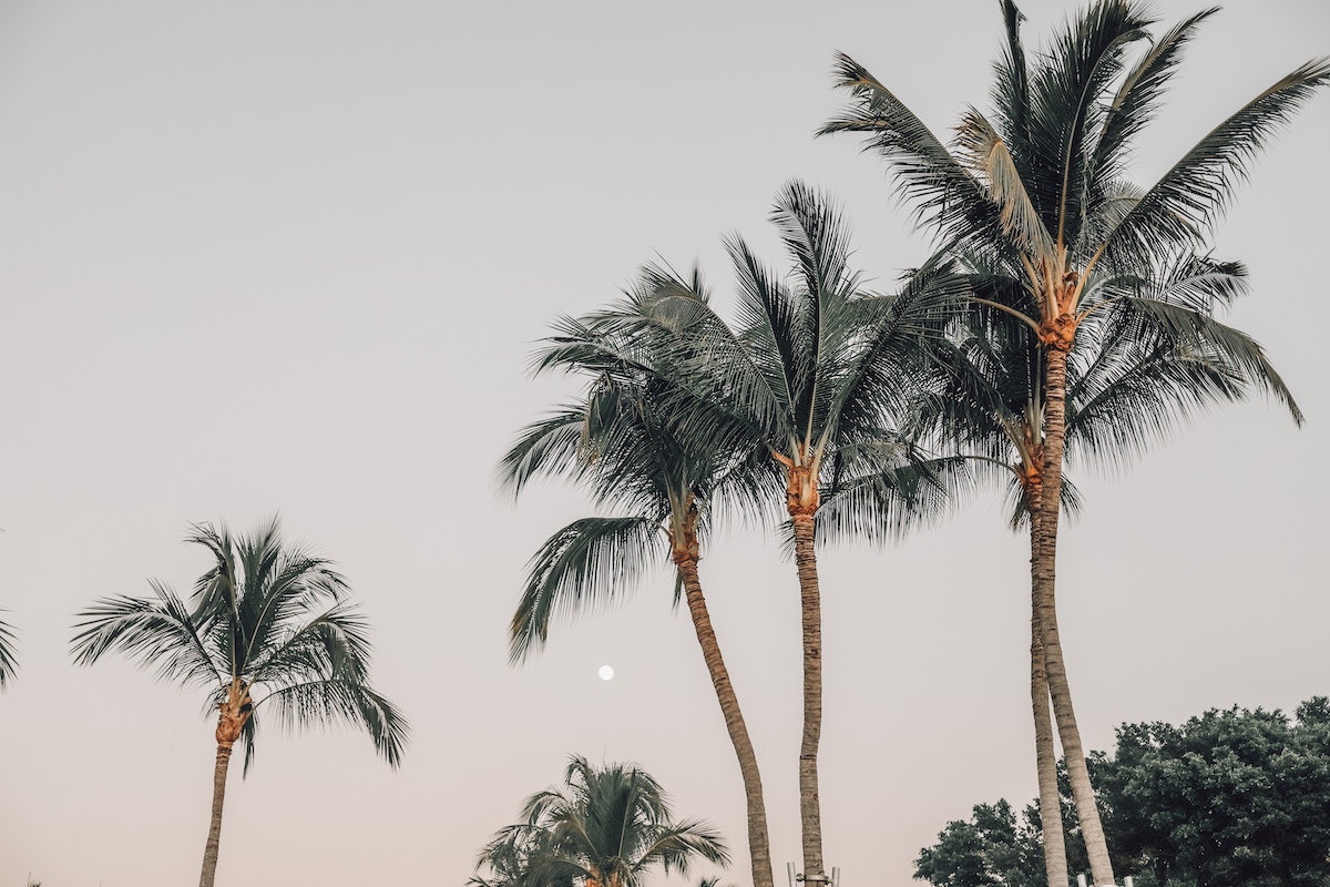 Palm trees. Source: Unsplash