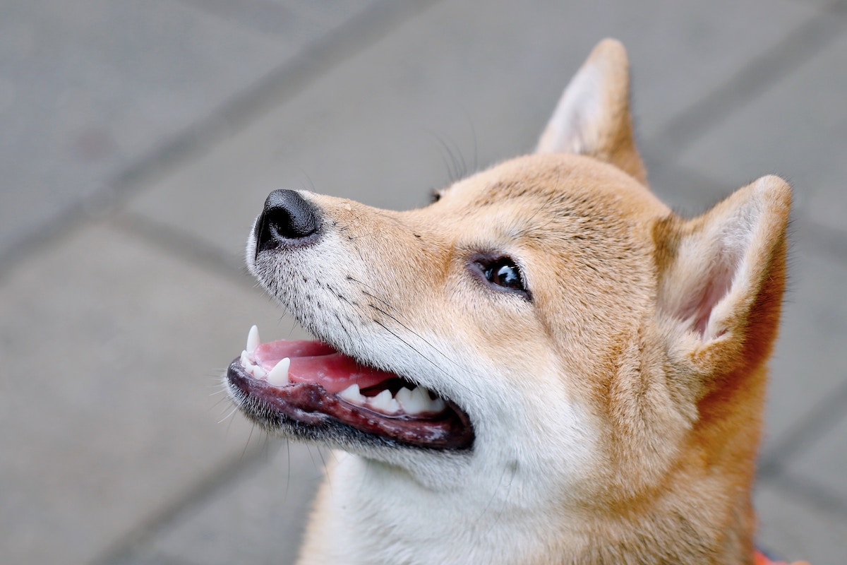 A Shiba Inu dog. Pic: Unsplash