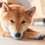 Shiba Inu (SHIB). Pic: Unsplash