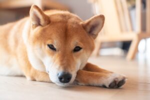 Shiba Inu (SHIB). Pic: Unsplash