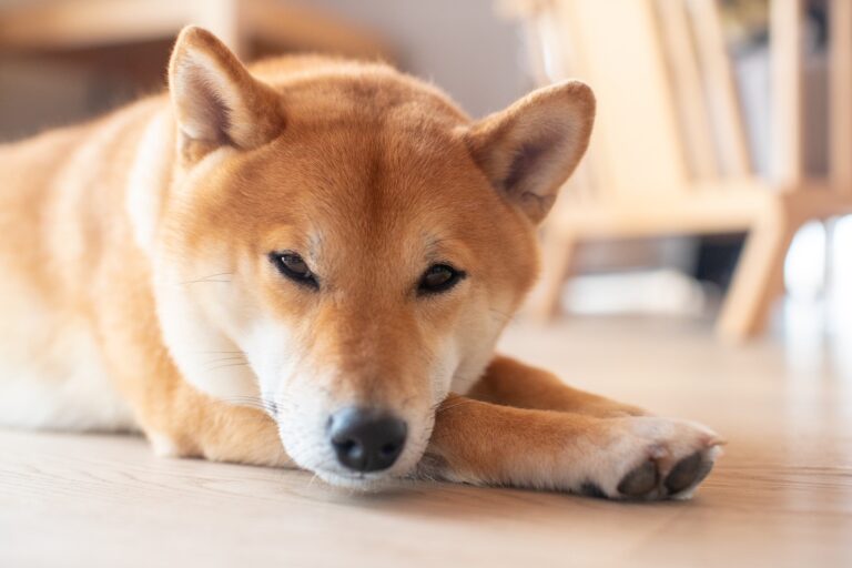 Shiba Inu (SHIB). Pic: Unsplash