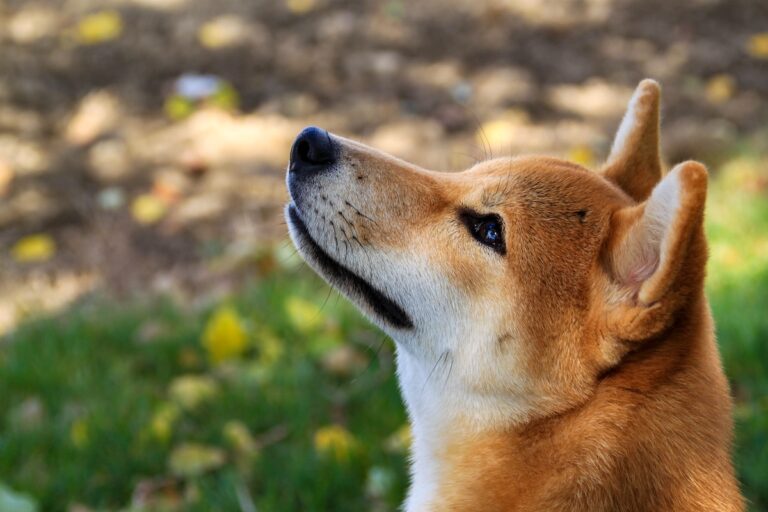 Shiba Inu (SHIB). Pic: Unsplash