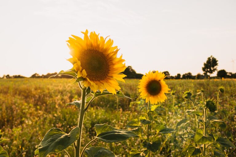 Sunshine. Pic: Unsplash