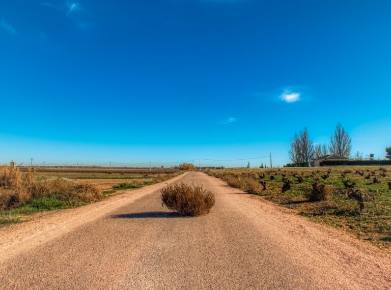 Tumbleweed. Pic: Unsplash