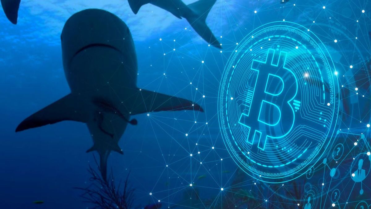 Bitcoin Sharks Buy 65K BTC In Demand Rebound