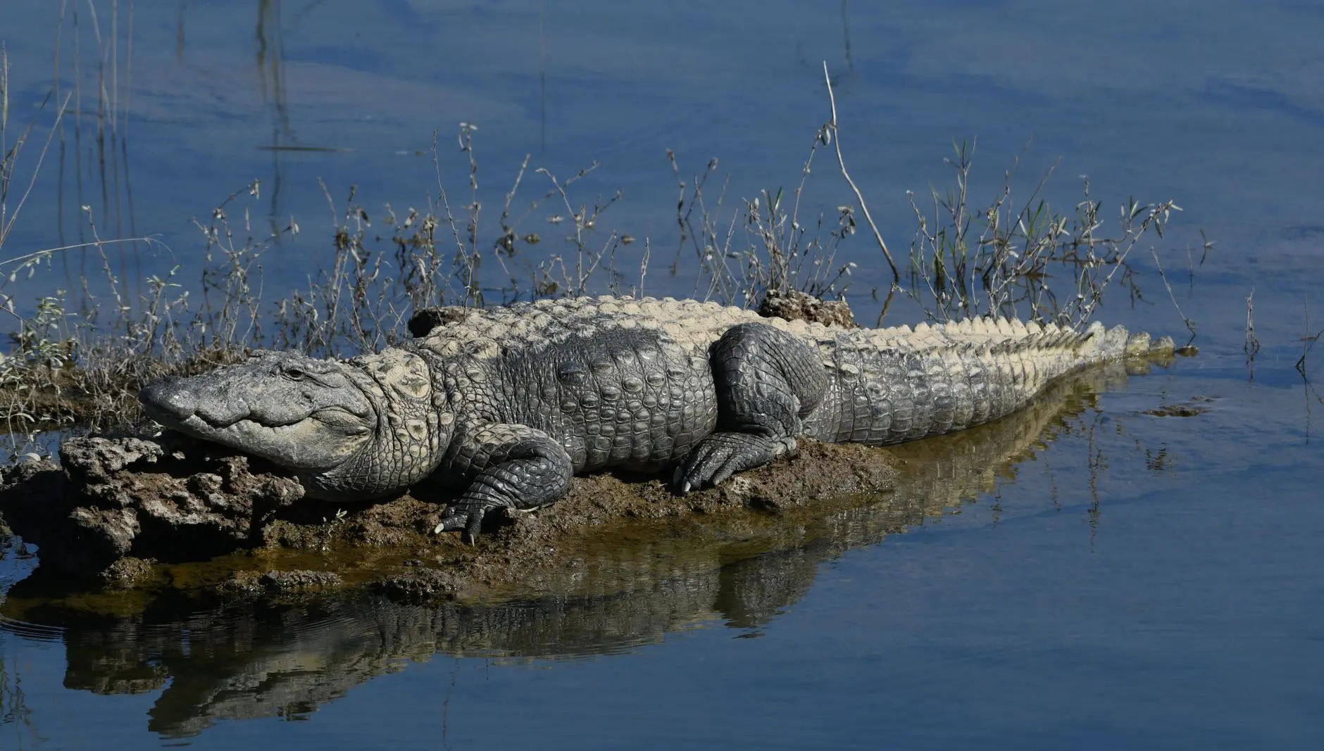 An American alligator resting on a muddy bank in a swampy environment with blue water