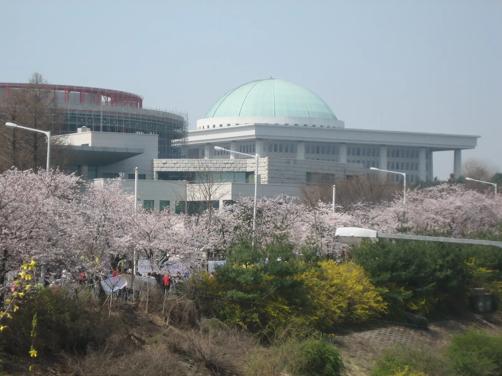 The National Assembly building of South Korea with its distinctive green dome, framed by blooming cherry blossoms.
